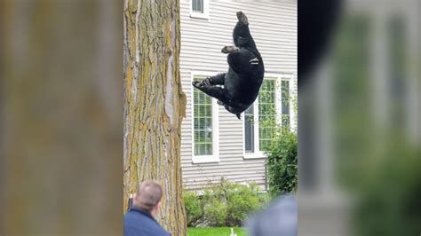 Bear in a tree holds Michigan city in suspense for hours on Mother’s Day